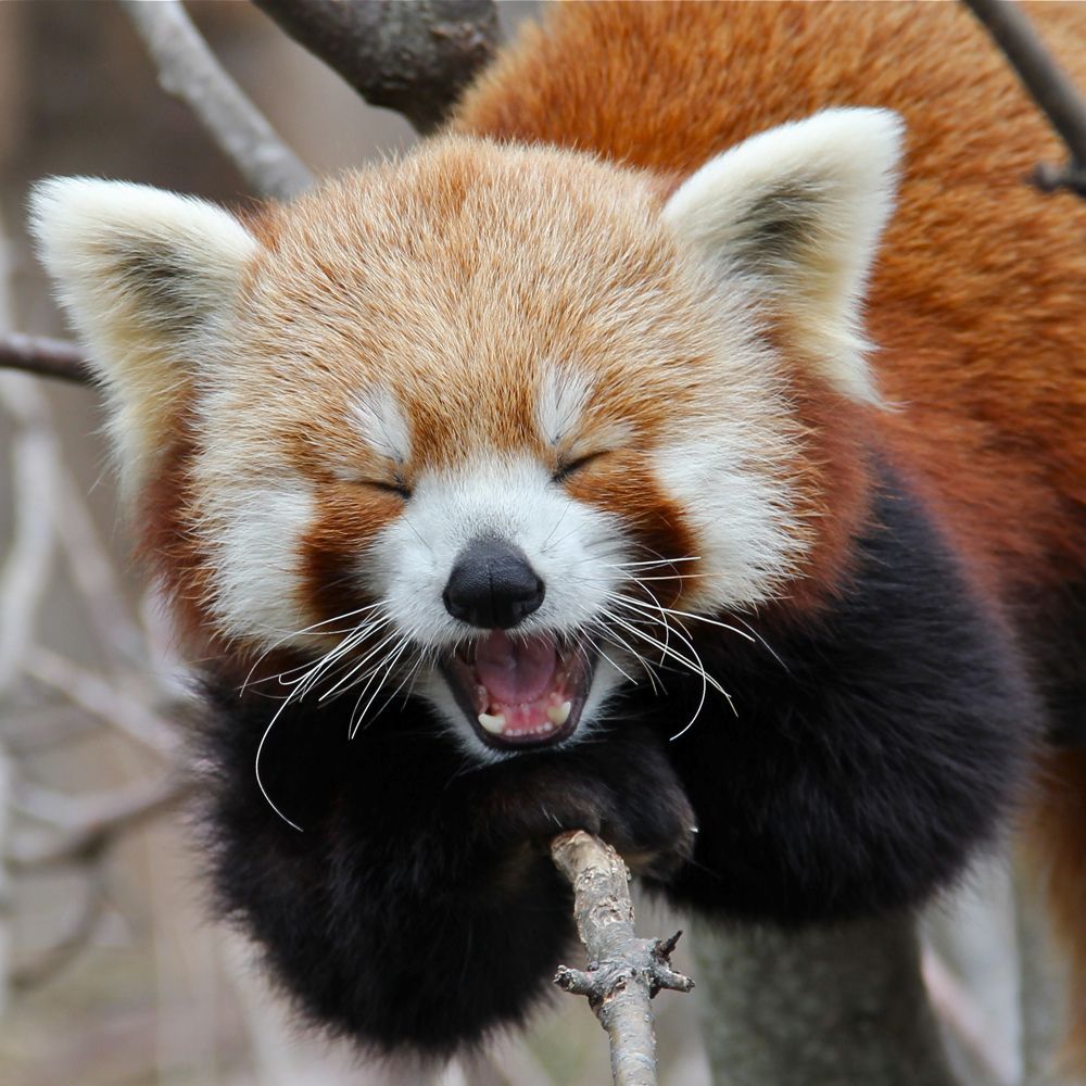 Binge Project: Red Pandas – Seven Inches of Your Time