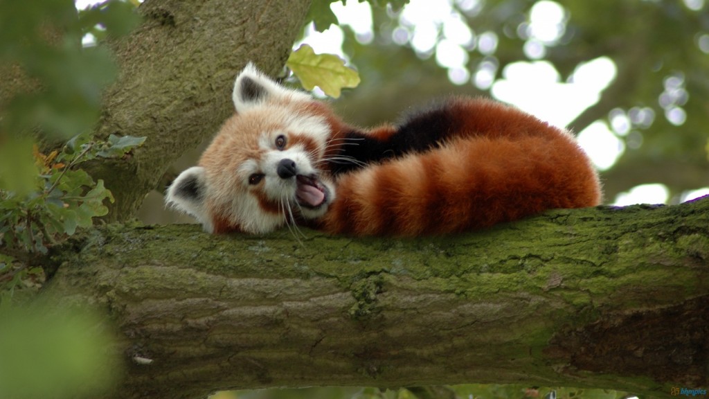 red_panda_on_a_tree-1600x900