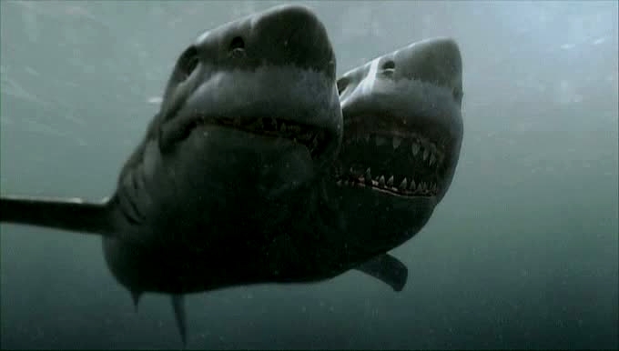 real two headed shark