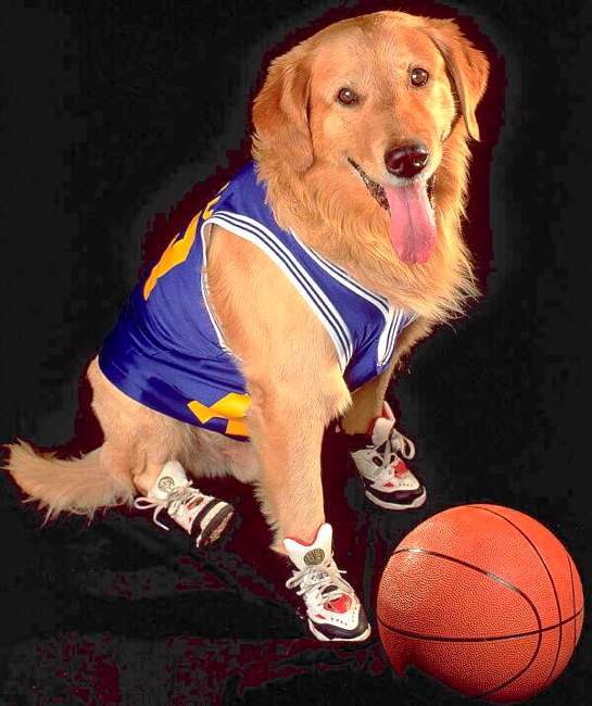 Air Bud Movies Ranked Seven Inches Of Your Time